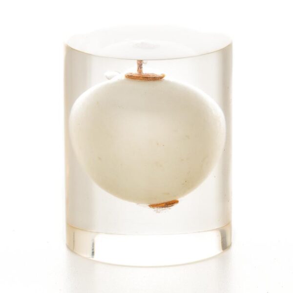 Blue Earth "Lumi'Sa"