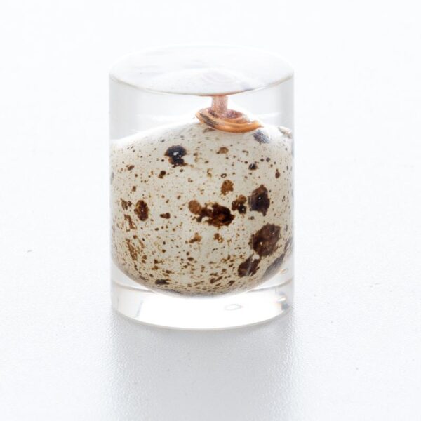 Blue Earth "Wachtelei"